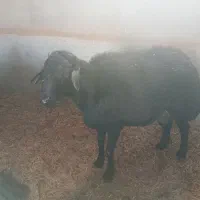 بره قوچ قره قزل|حیوانات مزرعه|یزد, |دیوار