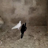 کبوتر گمشده