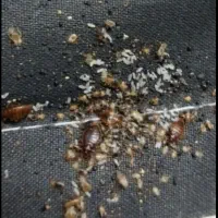 سمپاشی سوسک وساس|خدمات نظافت|مشهد, پنجتن|دیوار