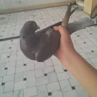 کفتر|پرنده|قم, باغ شریفی|دیوار
