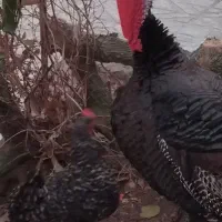 بوقلمون|حیوانات مزرعه|قوچان, |دیوار