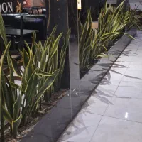 انواع گل بعلت جابجایی