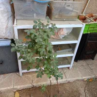 قفسه ویترین