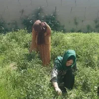 کارگر کشاورزی هستم