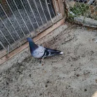 کبوتر غریب