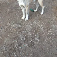 واگذاری سگ|سگ|لیلان, |دیوار