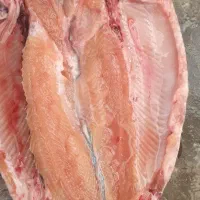 ماهی،قزل سالمون و سفید