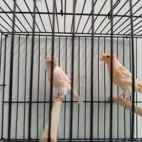 جوجه قناری ردفکتور کاکلی رسمی بلند سهره طوطی پرنده