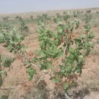 فروش زمین کشاورزی در رحمت اباد و موارد مشابه|فروش دفتر صنعتی، کشاورزی، تجاری|تربت جام, شهرک آزادگان|دیوار