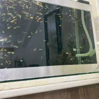 آکواریوم ماهی گوپی مولد و بچه ماهی