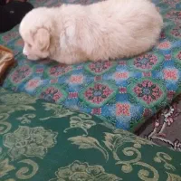 سگ پاکوتا کرمی|سگ|مشهد, طرق|دیوار