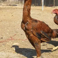 لاری و ایسبار موجوده .