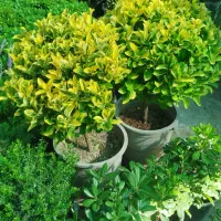 تمام خدمات باغبانی کاشت گل تعویض خاک گلدون