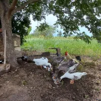 غاز و اردک و مرغو خروس ارگانیک