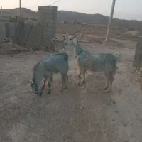 باسلام فروش ۱عدد بزگلابی ۳قلوزا|حیوانات مزرعه|جهرم, |دیوار