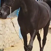 اسب عرب
