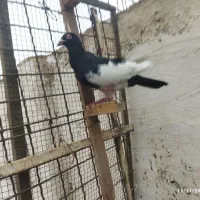 یهودی نر درشت