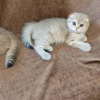 اسکاتیش فولد گلد چینچیلا