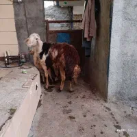 قوچ|حیوانات مزرعه|الشتر, |دیوار