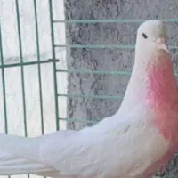 فروش کفترپرشی (سبز وسوکس وسفید)