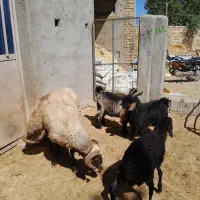 قوچ وبزغاله وبره