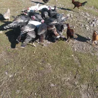 فروش بوقلمومحلی