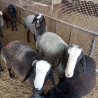 قوچ|حیوانات مزرعه|کهریزک, |دیوار