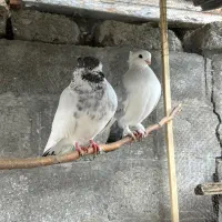 فروش بهترین و خوشگل ترین جفت کبوتر گیلان