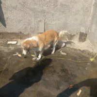 سگ زرنگ وباهوش