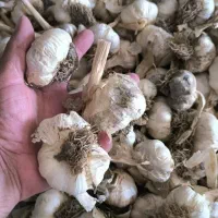 سیر سفید|عمده‌فروشی|پارس‌آباد, |دیوار