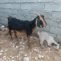 بز با کهره ماده