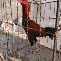 خروس لاری|حیوانات مزرعه|فاضل آباد, |دیوار