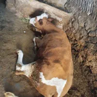 فروش وخریدارگاوافتاده فلج وکسل حال