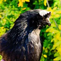 مرغ و خروس ایام سمانی|حیوانات مزرعه|شیراز, باغشهر اهل بیت|دیوار