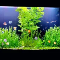 اکواریوم پلنت