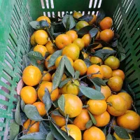 فروش نارنگی وپرتقال تازه چین وشیرین به مقدار محدود|خوردنی و آشامیدنی|واجارگاه, |دیوار