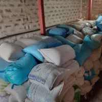گندم دیم باران