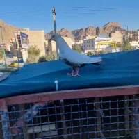 کبوتر  ماده دمی درجه یک