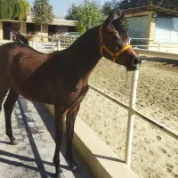 کره اسب  مادیان عرب و مادیان وارداتی عرب