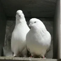 کبوتر نقش و پرشی|پرنده|الیگودرز, |دیوار