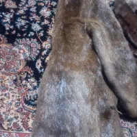 پالتو زنانه و مردانه پوست چرم|لباس|جعفرآباد, |دیوار