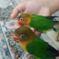 طوطی کوتوله برزیلی دستی