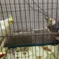 عروس هلندی جفت باجوجه