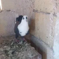 کفترپرنده کلاغ