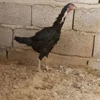 مرغ لاری اصیل افقان.افغان|حیوانات مزرعه|تبریز, |دیوار