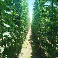 نهال صنوبر تبریزی(کبوده، قره قواخ )