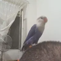 طوطی