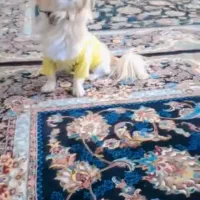 واگذاری سگ پامر