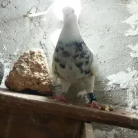 پرنده|پرنده|مسجد سلیمان, |دیوار
