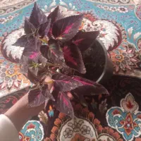 گل ساختمانی